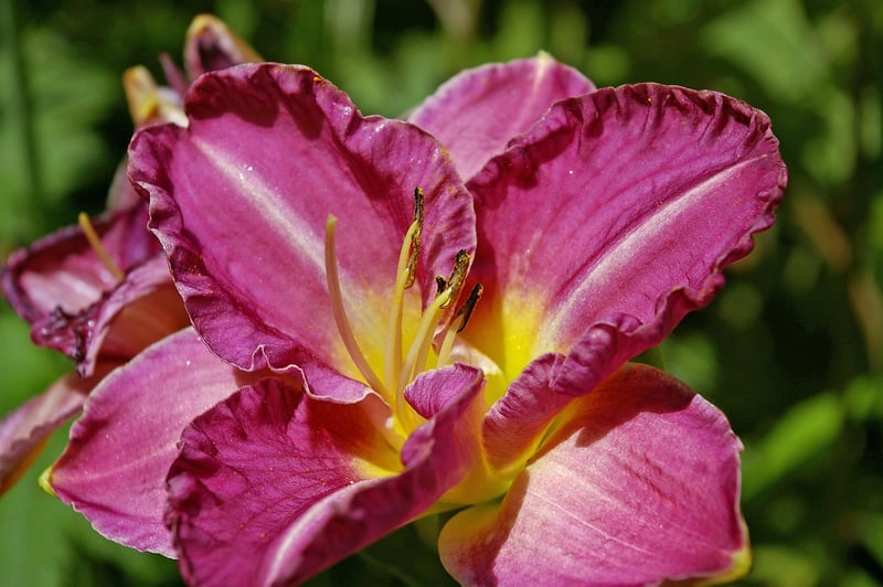 Edible Flower Designs